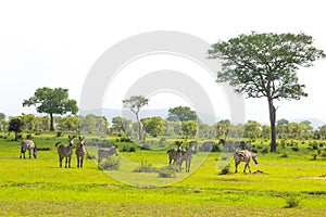 Zebra's tribe in savanna