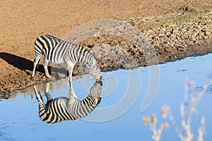Zebra's Water Double Reflection Wildlife Animal