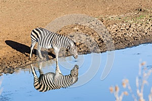 Zebra's Water Double Reflection Wildlife Animal