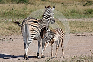Zebra in Sabi Sand Reserve