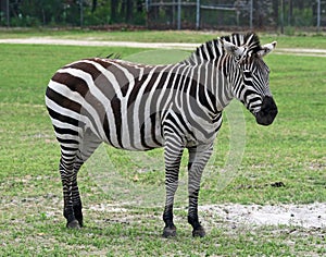 Zebra in a safari