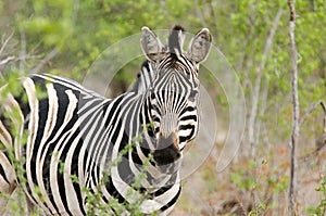 Zebra safari