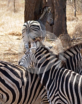 Zebra safari africa