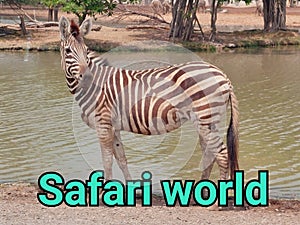 Zebra safari outside outdoors travel