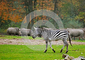 Zebra in safari park