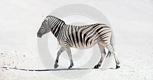Zebra in safari park