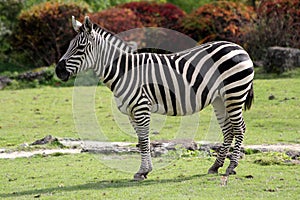 Zebra in safari park