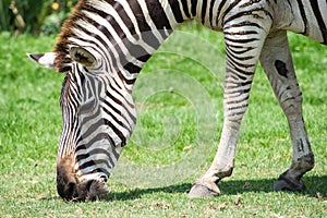 Zebra in a safari park natural of South Africa
