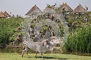 Zebra in Safari world