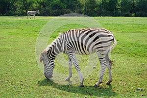 A Zebra at Safari World