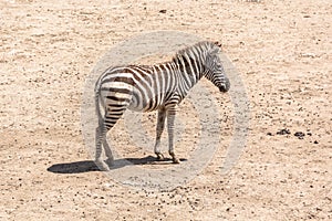 Zebra in safari world, Bangkok Thailand