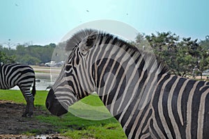 Zebra safari zoo