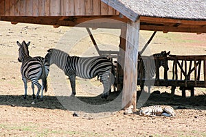 Zebra in the safaripark  of national park Brioni, Croatia photo