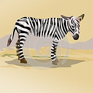 Zebra in savanna