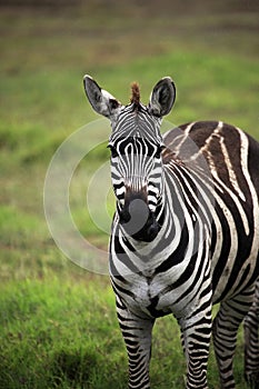 Zebra on savanna