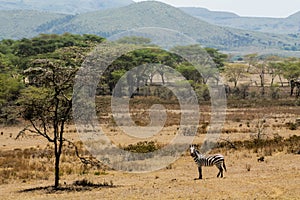 Zebra in savanna african wildlife