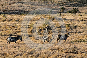 Zebra in savanna african wildlife