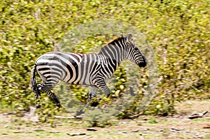 Zebra in savanna african wildlife
