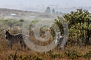 Zebra in savanna african wildlife