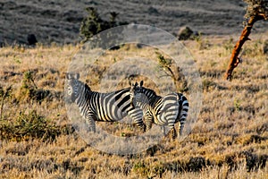 Zebra in savanna african wildlife in Masai Mara, Amboseli, Samburu, Serengeti and Tsavo national parks of Kenya