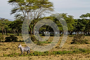 Zebra in savanna african wildlife in Masai Mara, Amboseli, Samburu, Serengeti and Tsavo national parks of Kenya