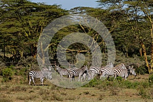 Zebra in savanna african wildlife in Masai Mara, Amboseli, Samburu, Serengeti and Tsavo national parks of Kenya