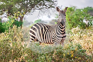 Zebra on savanna, Kenya, East Africa