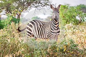 Zebra on savanna, Kenya, East Africa