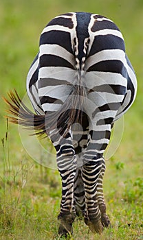 Zebra in savanna. Kenya. Tanzania. National Park. Serengeti. Maasai Mara.