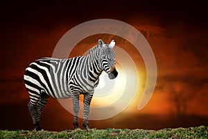 Zebra on savanna landscape background and Mount Kilimanjaro at sunset