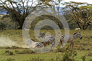 Zebra in the savannah