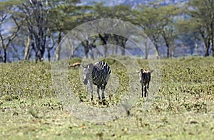 Zebra in the savannah