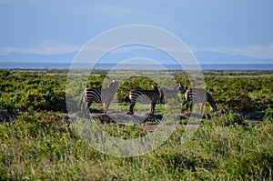 Zebra on the savannah in Amboseli National Park in Kenya