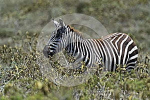 Zebra in the savannah