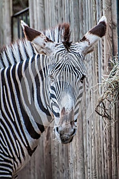 Zebra savannah animal