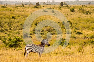 zebra in the savannah countryside