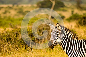 zebra in the savannah countryside