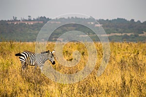 zebra in the savannah countryside of Nairobi Park