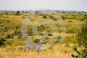 zebra in the savannah countryside of Nairobi Park