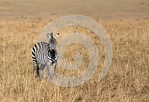 Zebra  in the savannah grassland, Masai Mara