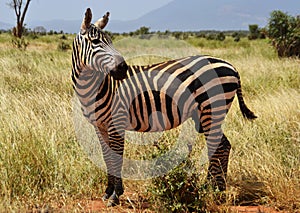 Zebra in the Savannah, Kenya, Africa
