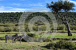 Zebra on the savannah in Masai Mara National Park in Kenya, Africa