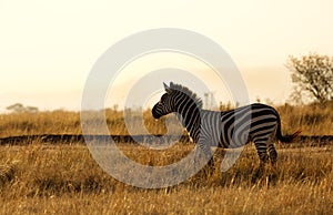 Zebra in savannah during mornng hours at Masai Mara