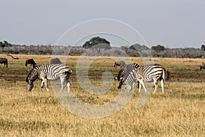 Zebra in the savannah in the Savuti National Park Botswana