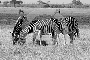 Zebra in the savannah in the Savuti National Park Botswana