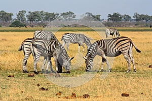 Zebra in the savannah in the Savuti National Park Botswana