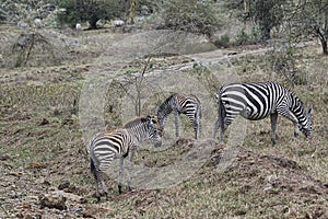 Zebra in the savannah in the Tsavo East and Tsavo West National Park