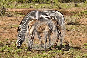 Zebra in the savannah in the Tsavo East and Tsavo West National Park photo