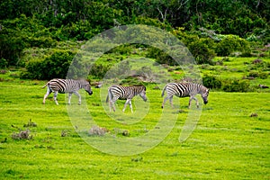 Zebra in schotia private game reserve near addo national park