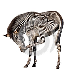 Zebra scratching its nose